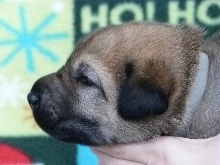 chinook puppy